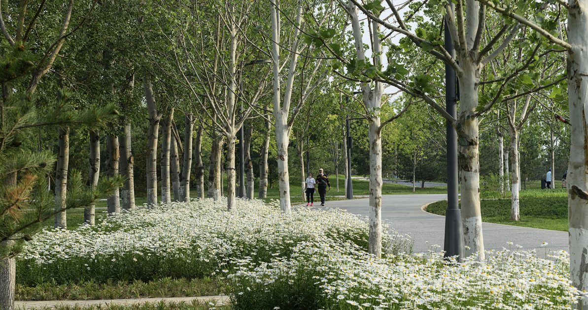 Hassell | Central Green Forest Park